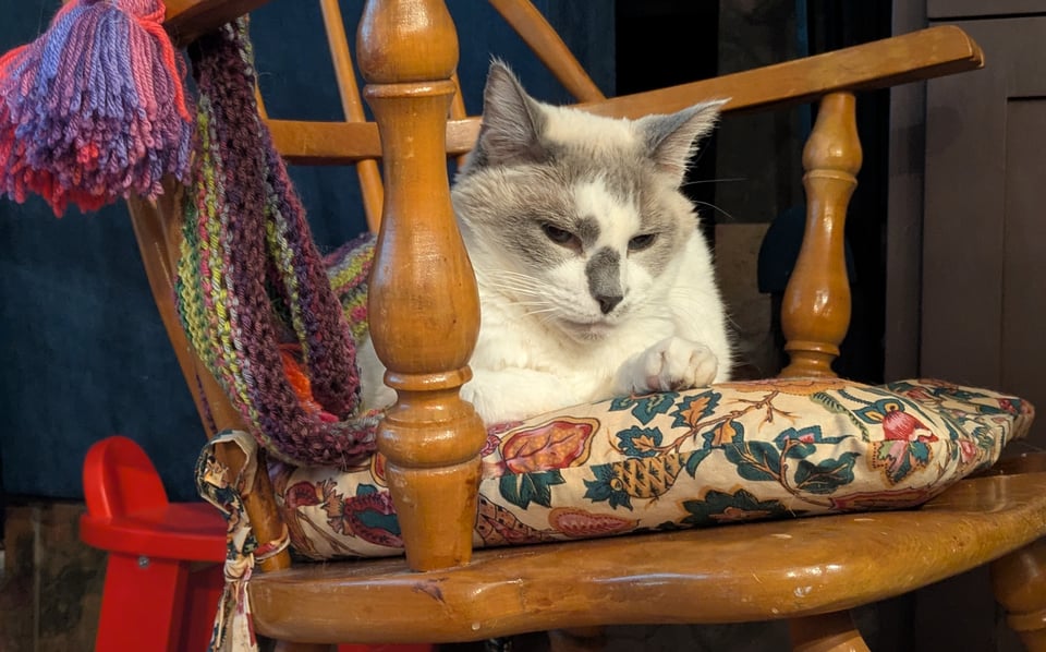 A perfect white and grey cat sitting on a cushion near some beautiful knitted scarves.