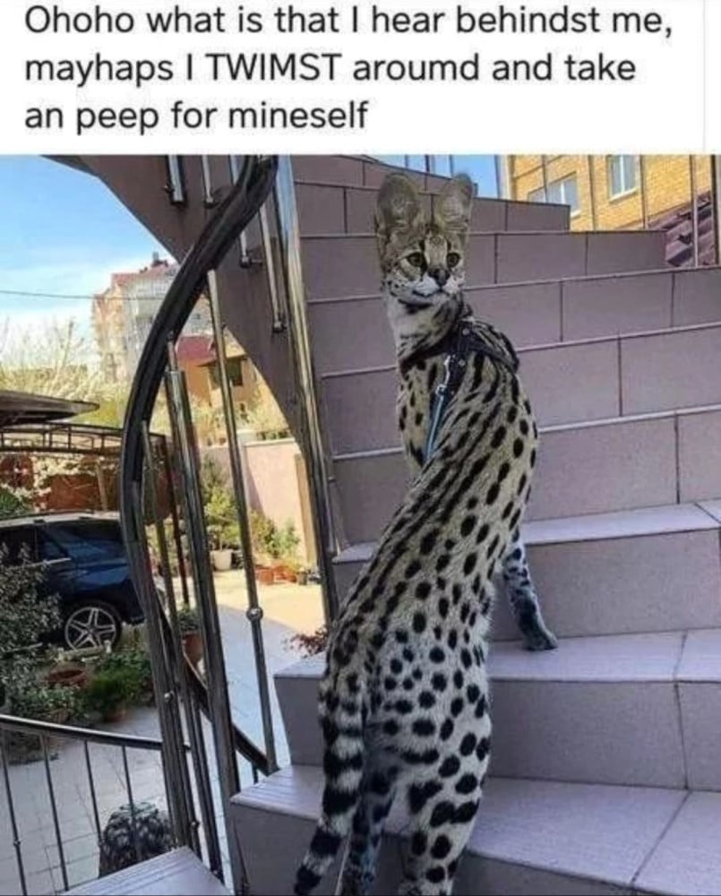 A photo of a serval (a large, spotted cat with huge ears) on the steps up to a house or apartment. The serval’s body and head are twisted around to that it is looking directly behind its direction of travel. Text reads: Ohoho what is that I hear behindst me, mayhaps I TWIMST aroumd and take a peep for mineself