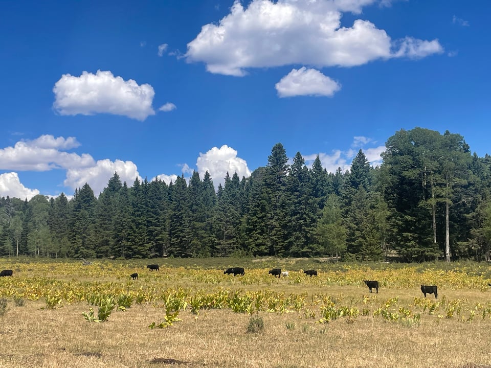 a field with cows with pine trees in the background and a blue sky with spotted fluffy clouds