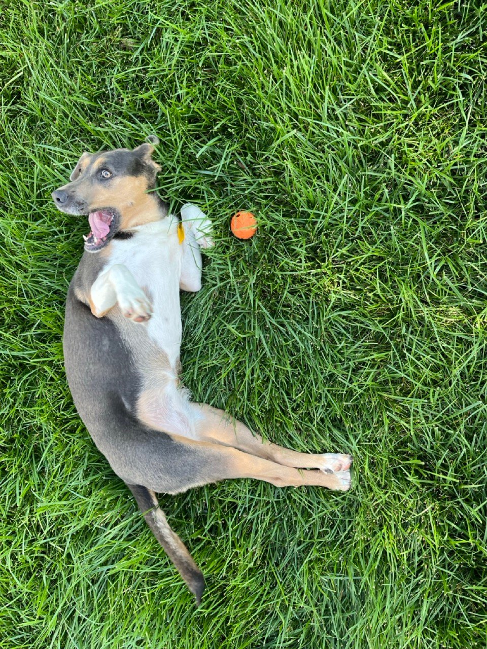 A brown, black, and white dog rolling in grass