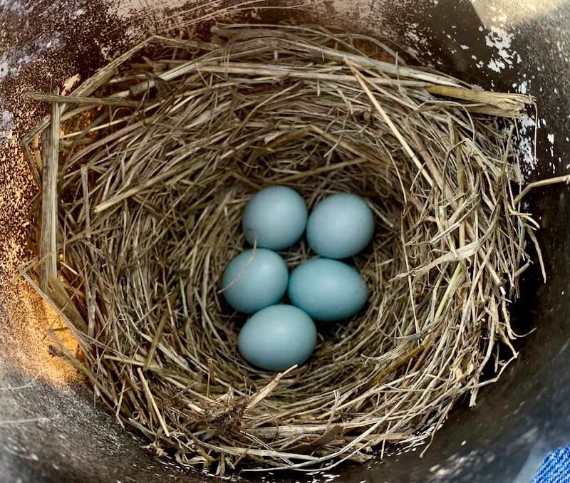 Bluebird eggs in a Frontenac State Park bluebird house. Soon enough, they’ll look like …