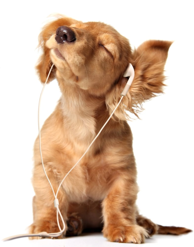 An adorable Golden Retriever puppy wearing earbuds.