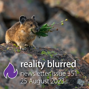 A small fuzzy animal with round ears holding a sprig of evergreen in its mouth, standing on a mossy rock. The words 'reality blurred newsletter issue 351, 25 August 2023' are at the bottom of the image