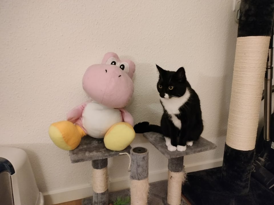 A FRESH YOSHI PIC FOR YOU!!