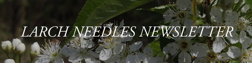 larch needles - books still open!