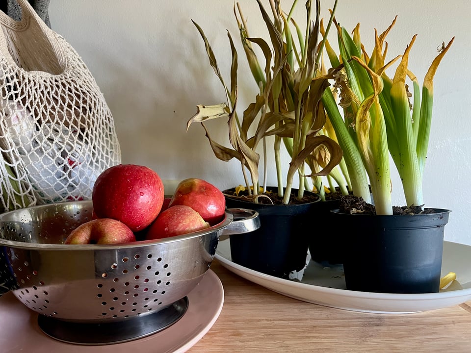 A colander of apples drying next to three pots of tulips, flowers gone, greens starting to turn yellow