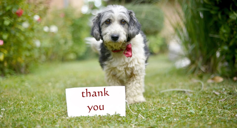 A sweet, terrier mix dog standing behind a Thank You sign
