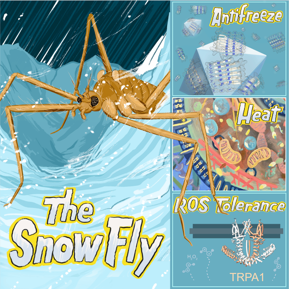 A composite snow fly illustration for the journal