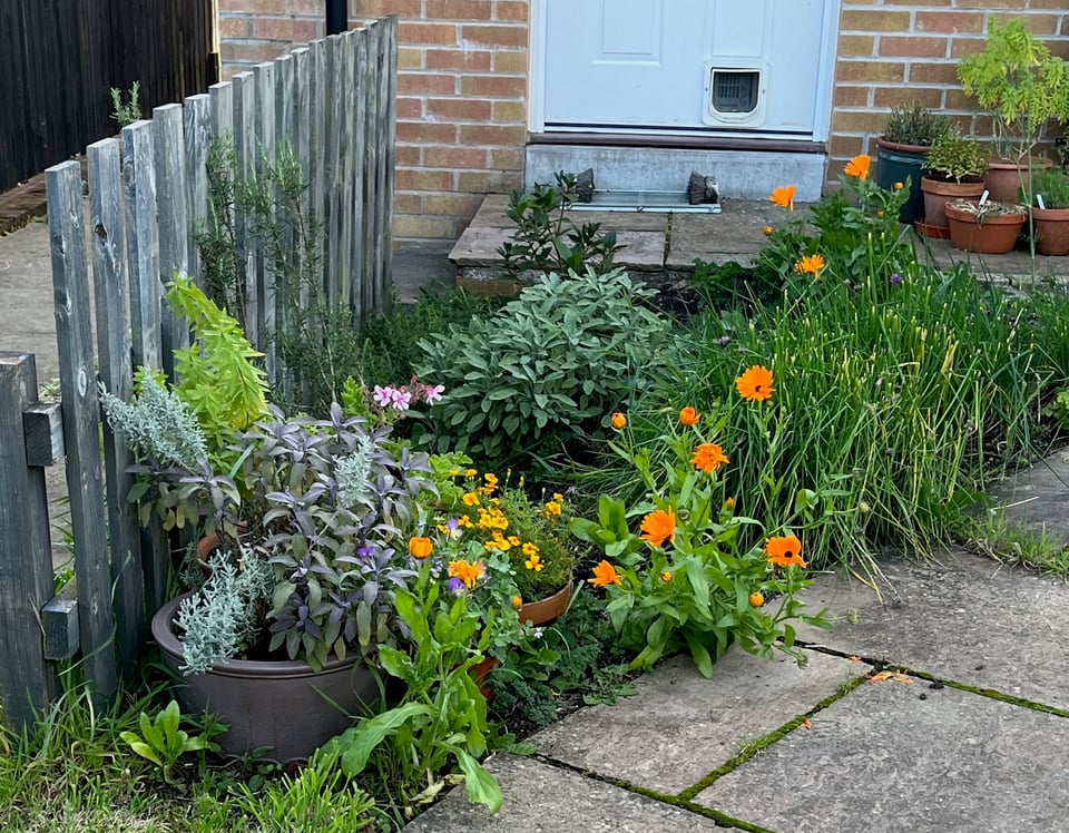 a bed of culinary herbs. At the back rosemary, sage, winter savory a ragged border of chives and bay. In the middle ground, a purple planter with santolina and purple sage, surrounded by pots of scented-leaved pelargoniums and lemon verbena. Marigolds in the foreground