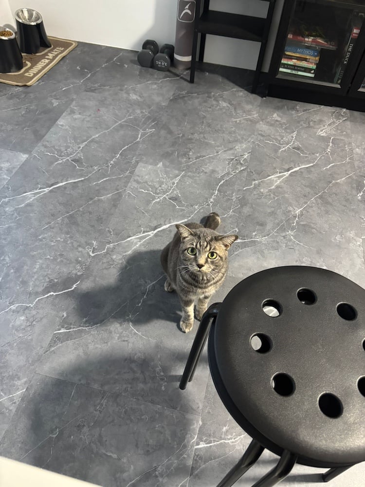 A photo of Luca, my grey cat, sitting on our living room floor, looking up at the camera.