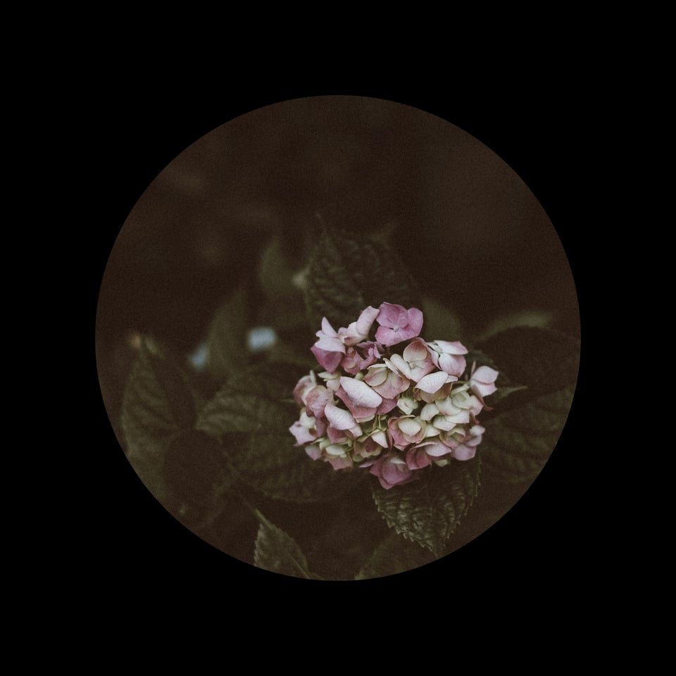 A pale photograph of rhododendron flowers in pink.