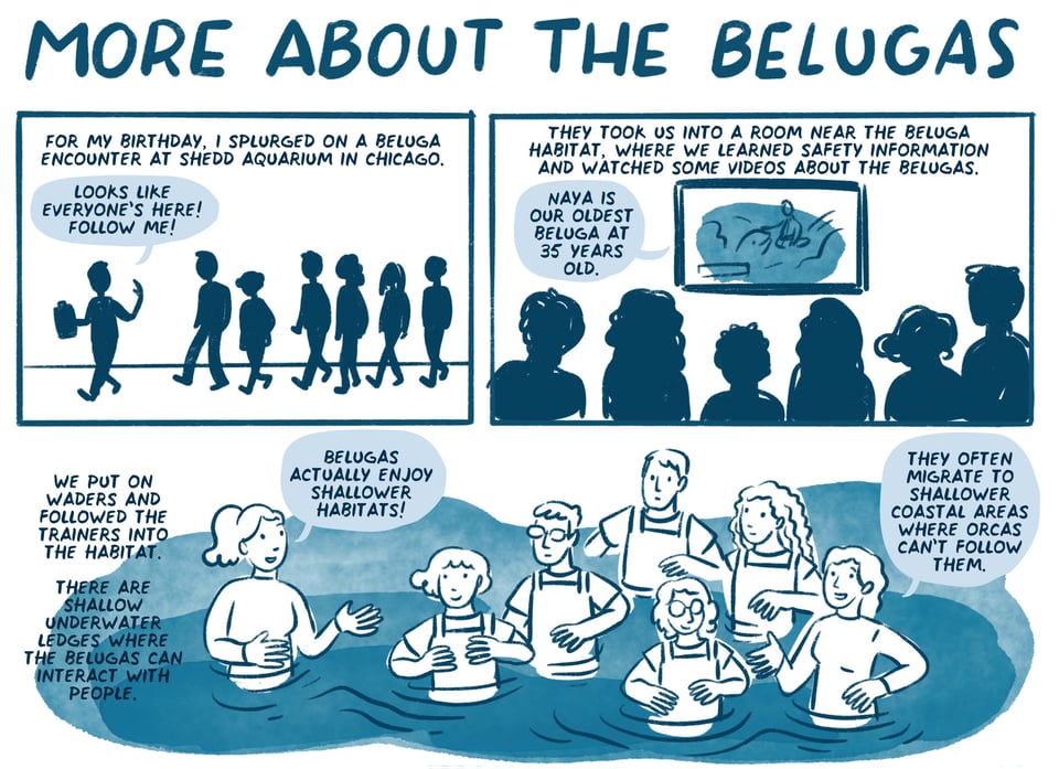 For my birthday, I splurged on a beluga encounter at Shedd Aquarium. They took us to a room near the beluga habitat, where we learned safety information and watched videos about the belugas. We put on waders and followed the trainers into the habitat.