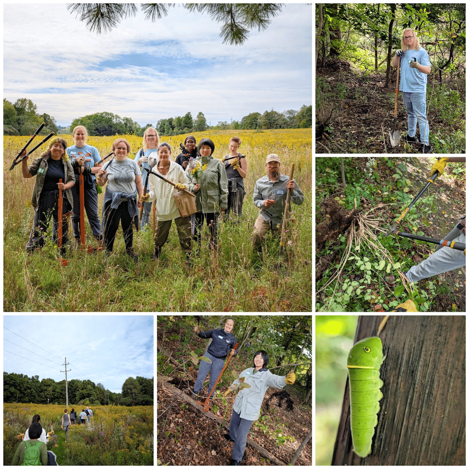 Some shots from our stewardship work day at Baltimore Woods.