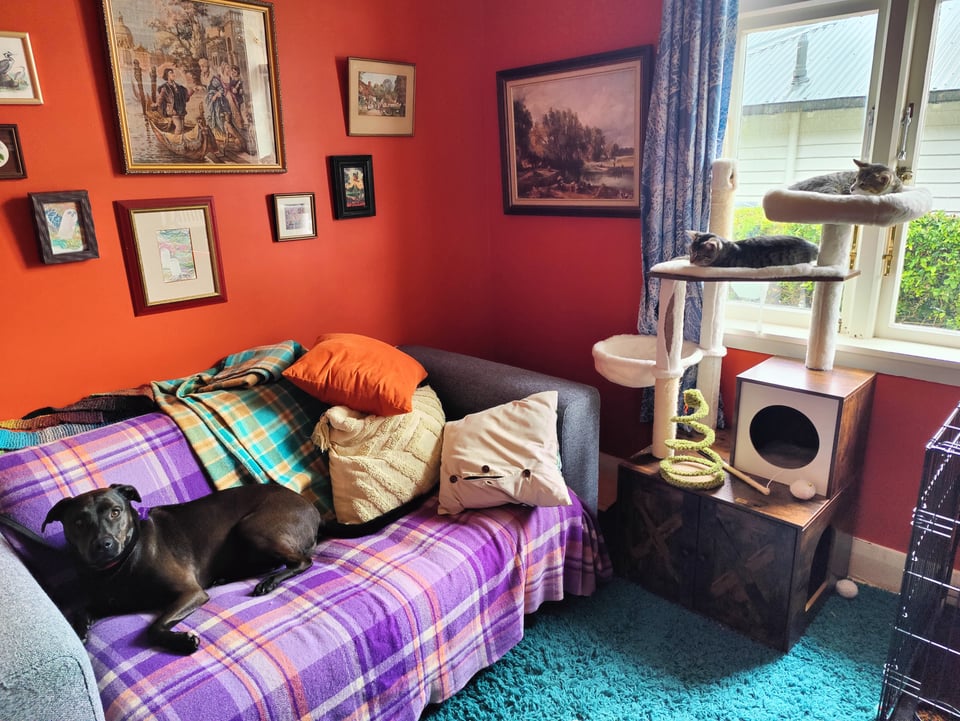 Orange spare room, purple sofa bed, cute black dog, 2 cute kittens on cat tree