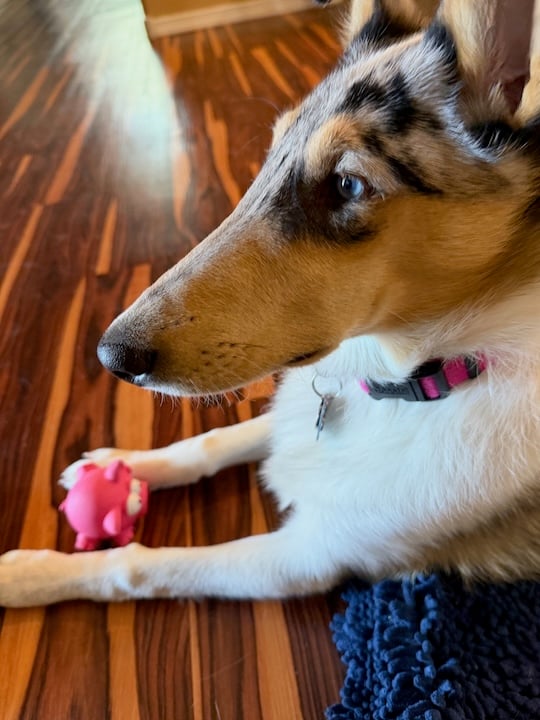 Close-up of collie dog Opal's face that shows her blue eye. Her other eye is brown. A small pink pig squeaky toy is between her paws.