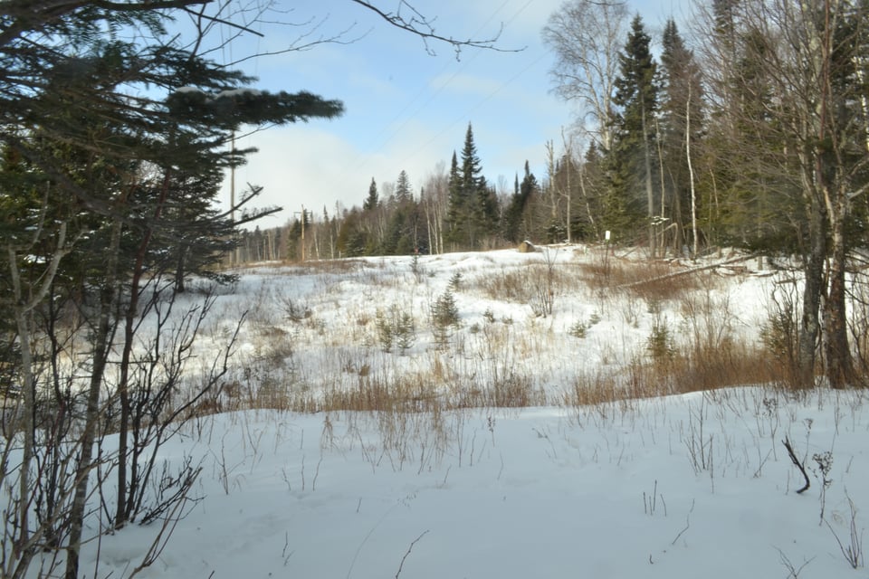 An open, snow covered meadow surrounded by fir trees.