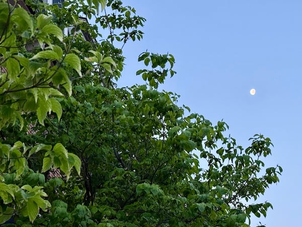 A tree in full leaf covers the brick wall of a building. Beyond the tree is a blue sky. In the sky hangs a white moon that is not quite full.