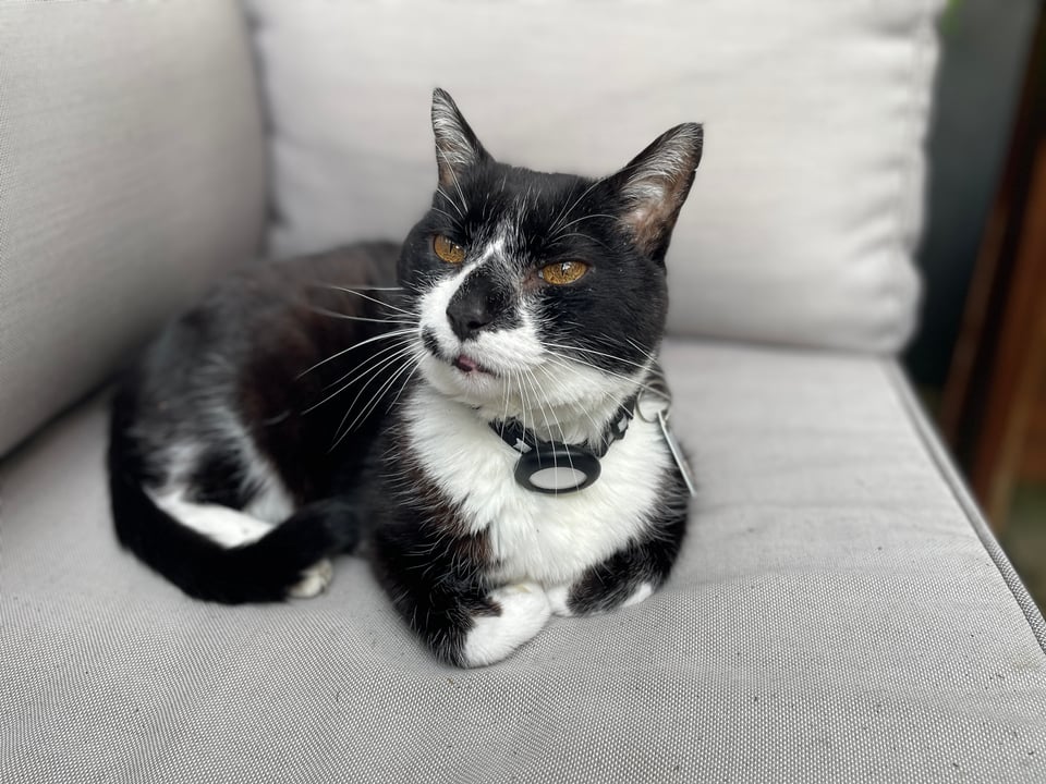 A tuxedo black and white cat sits on a grey cushion outside on a garden bench.