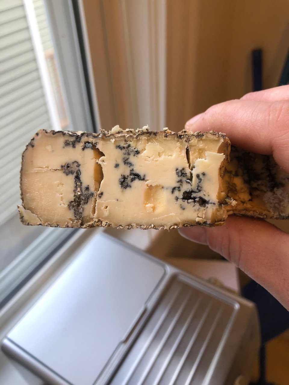 a pink hand holding a chunk of what was supposed to be gorgonzola cheese. the paste is quite yellow, firm and cracked; there are little cloudy blooms of blue mold across the interior. the natural rind is brown.