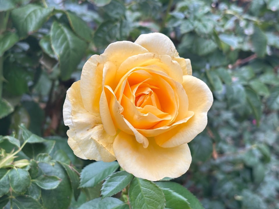 a moody cream rose
