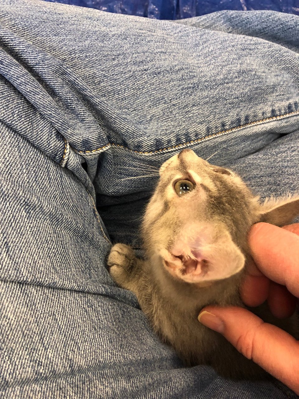 a small light-brown and gray kitten with very big ears sitting in my lap