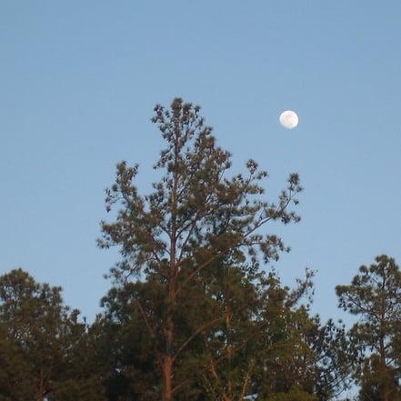 A gibbous moon in a clear blue sky just above a large pine tree that is taller or closer than the rest of the tree line.