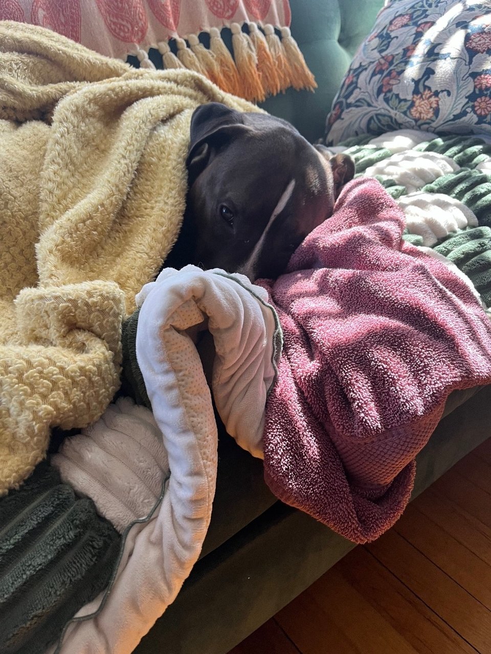 Ruthie burrowed into blankets on the couch. Her face peeking through as she looks at the camera.