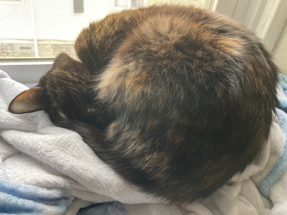 A sleeping tortoiseshell cat is curled up in a circle with her forehead pressed down onto a blanket.