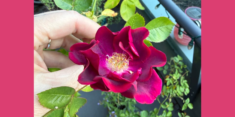 fuchsia petals of a small rose