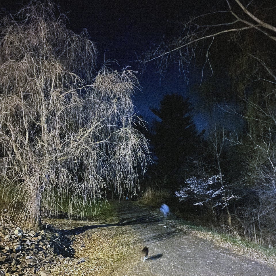 two figures walk up a long driveway - one human, one feline