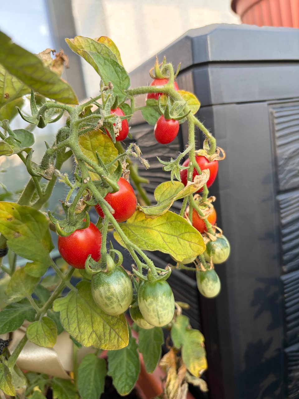Small tomatoes growing in pots on sunny balcony.