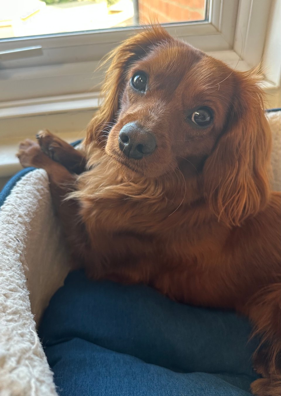 Radio, with his little feet crossed on his basket, like a gentlemen.