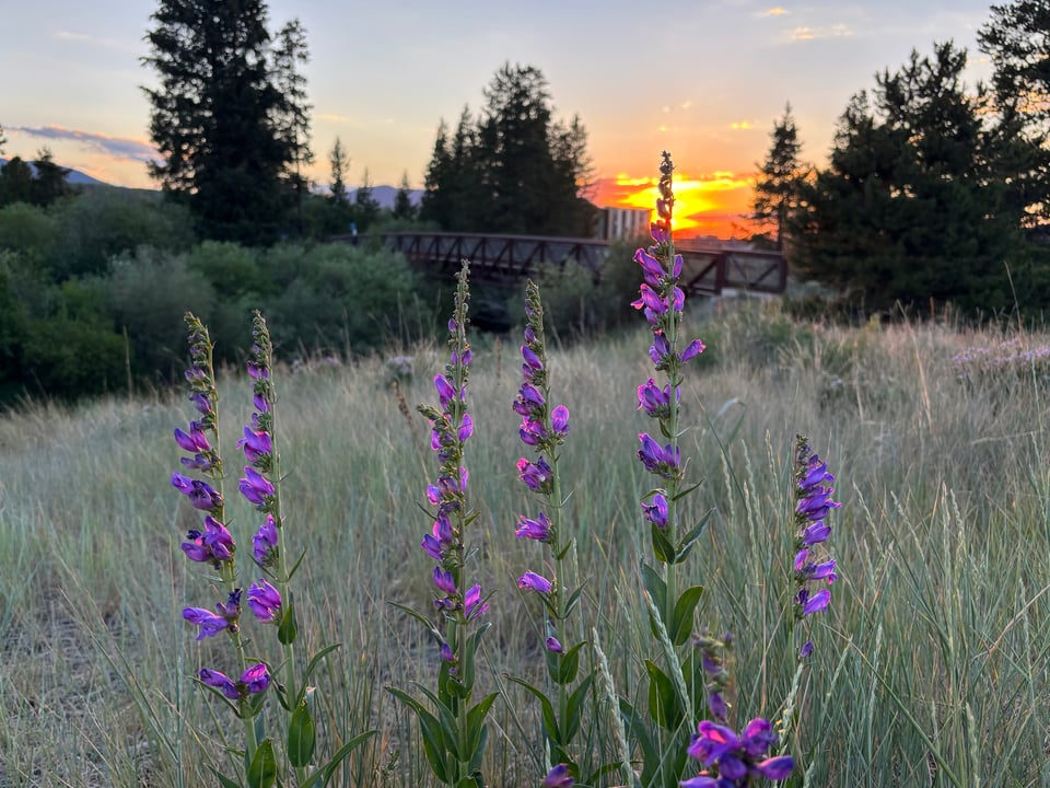 Rocky Mountain beardtongue at sunset