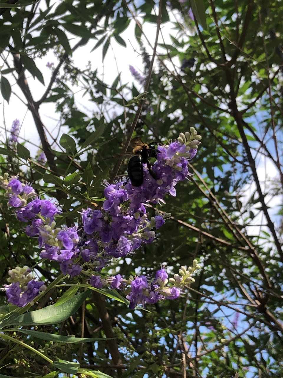 Poetically Charged May Poetry Month Newsletter, Where I don’t write poems but I do … write, how inspiration is a fickle pickle 