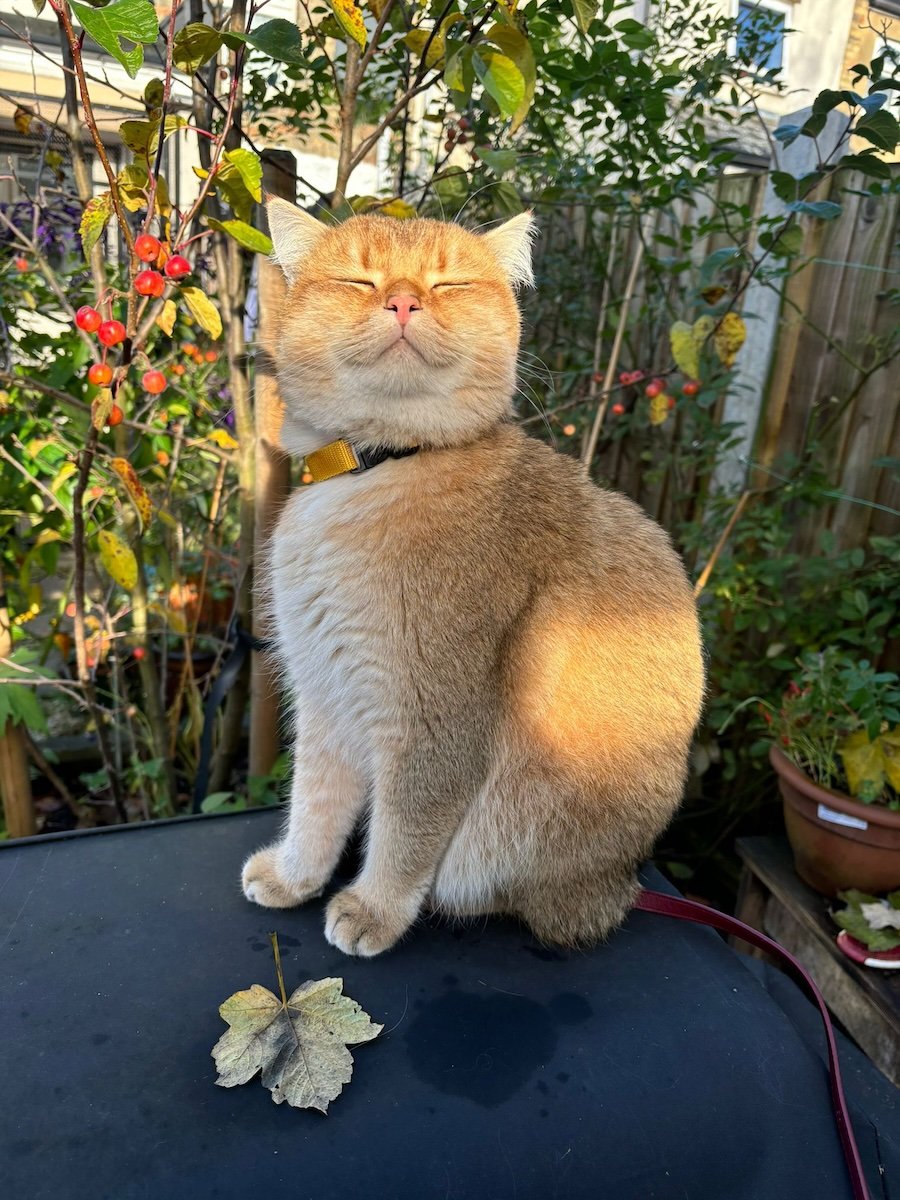 An orange short-haired cat sits in a garden, on top of a table or something, his body in shadow but his face in the sunlight; his eyes are closed and he looks so happy and golden
