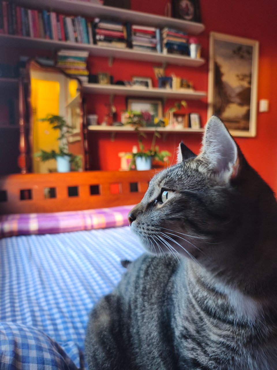 handsome tabby looks toward window on blue bed
