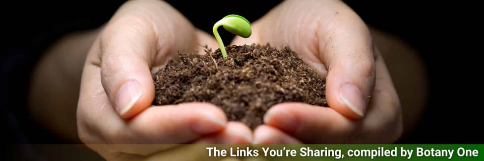 Hands holding soil with a seedling in it.