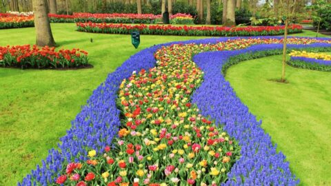 tulip garden in the Netherlands