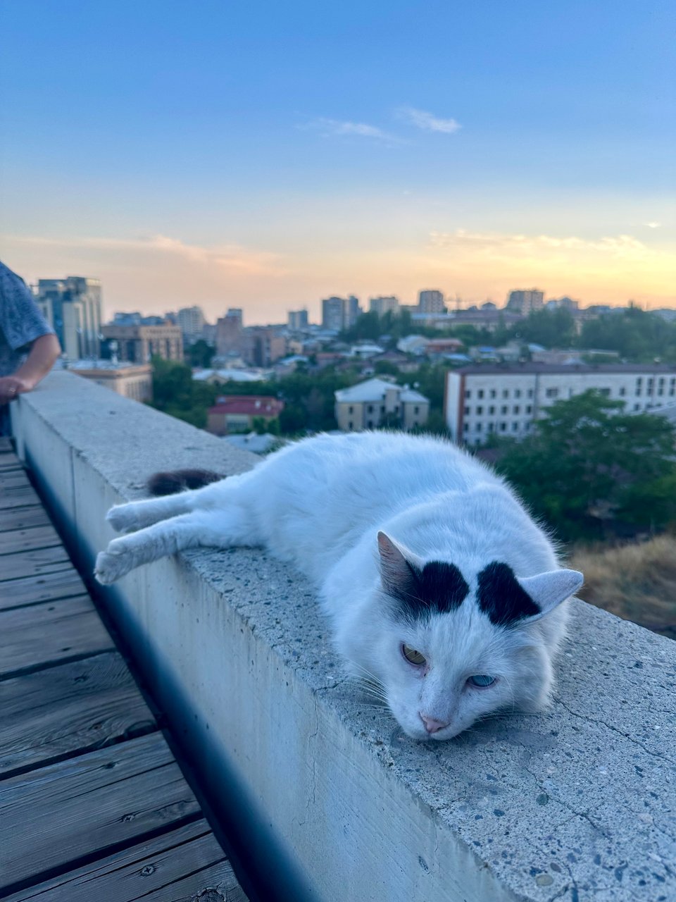 a white cat sleeping on a wall over the skyline of Yerevan