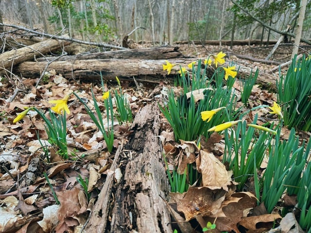 A handful of daffodils blooming the forest. An early sign of spring!
