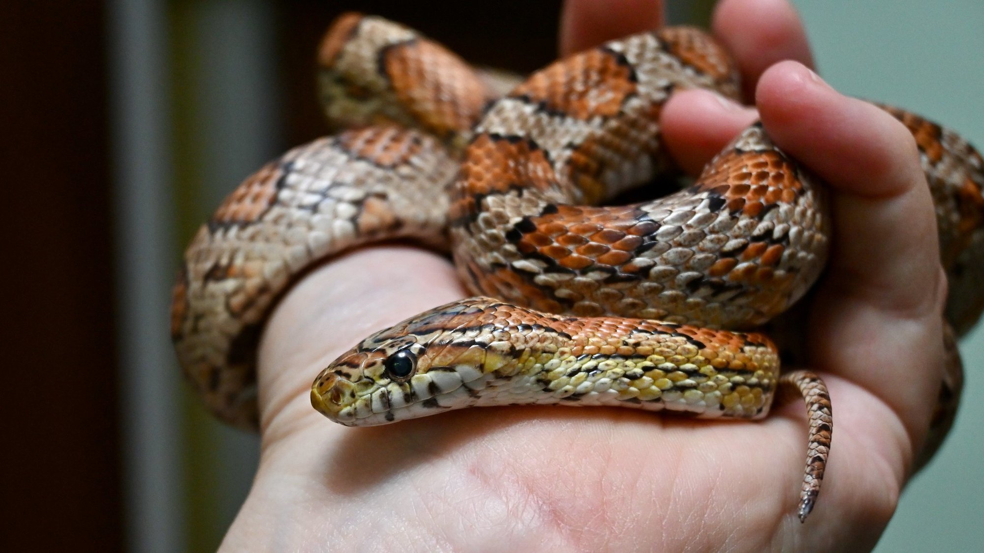 A firehose of assumptions