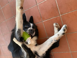 a dog on its back, legs akimbo, with a toy in its mouth