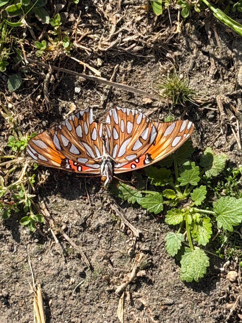 an orange, white spotted butterfly in repose (or dead) in the dirt