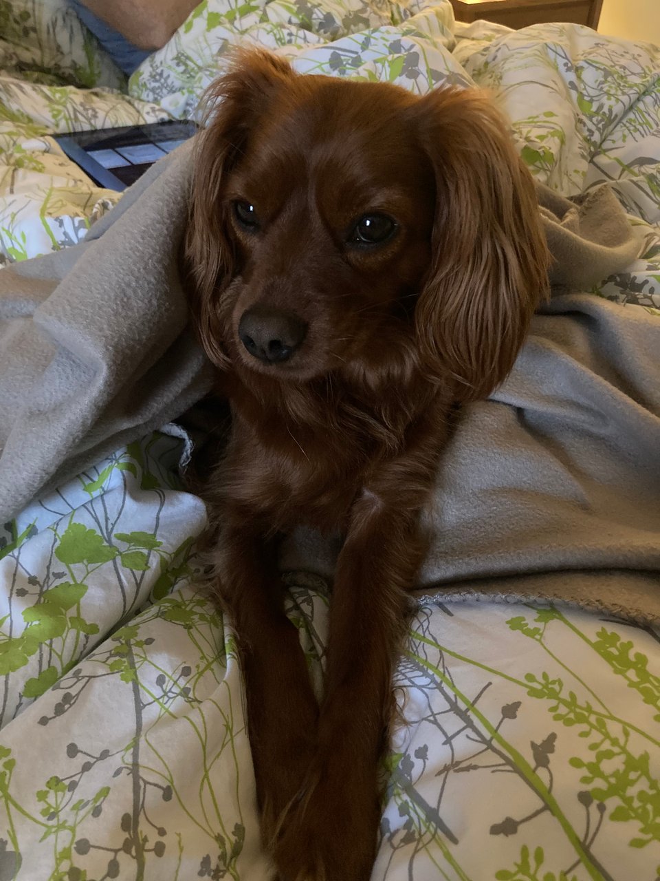 Such a cute dog crosses his paws on a duvet.