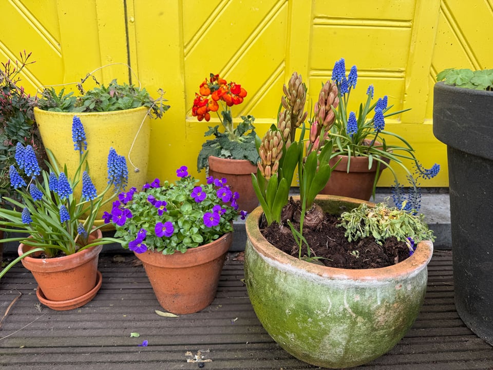 Flowerpots with purple, blue, red and green flowers sit on the ground in front of bright yellow doors.