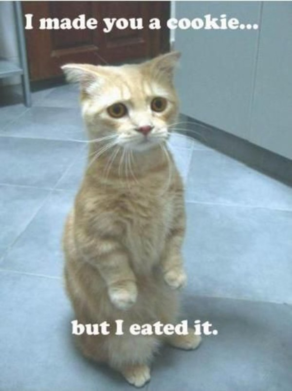 The classic meme: a cat sitting up like a meerkat, looking sadly contemplative. It is captioned "I made you a cookie but I eated it."