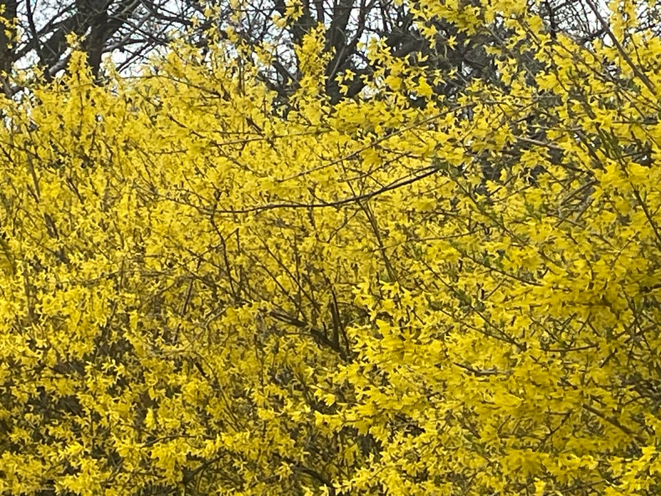 Saturday, April 4, 2026. Annette’s Roundup for Democracy.