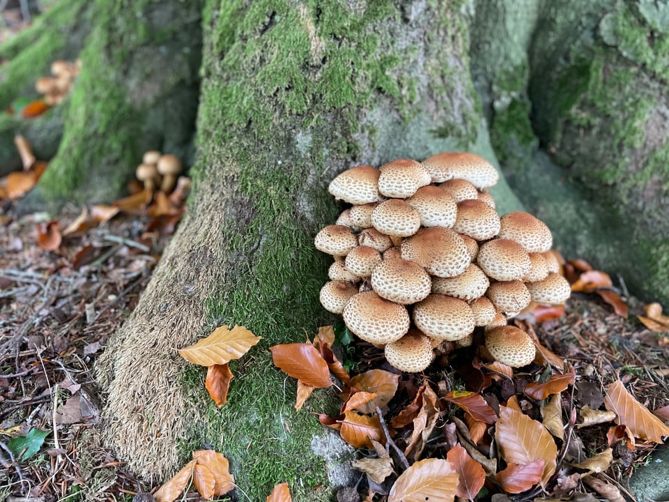 The base of a tree is covered in a pile of brown spotted mushrooms growing.