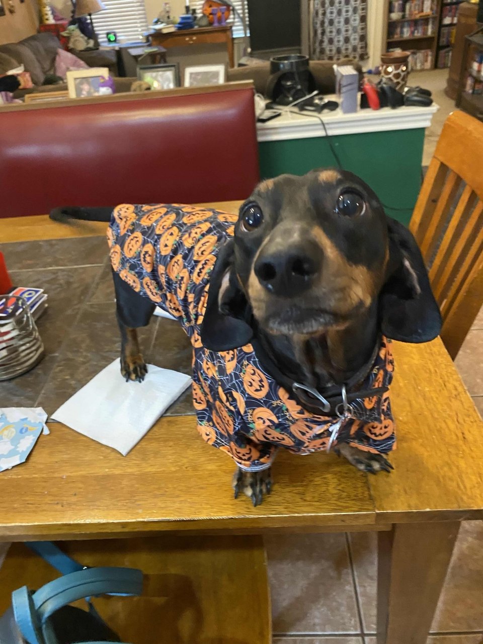 a black dachshund