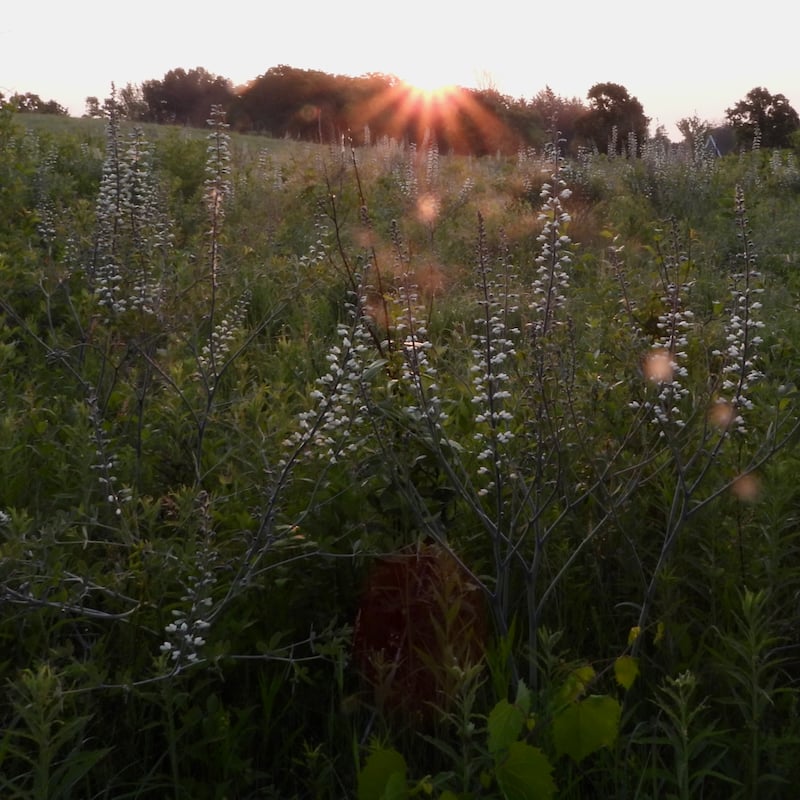 Sunrise in the park. / Photo by Steve Dietz